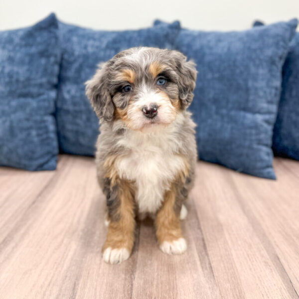 Blossom – Mini Bernedoodle - Image 10