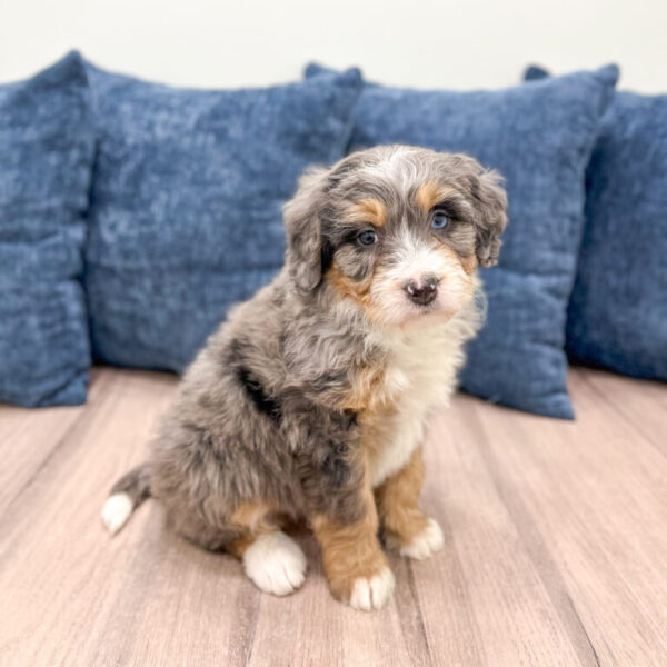 Blossom – Mini Bernedoodle - Image 8
