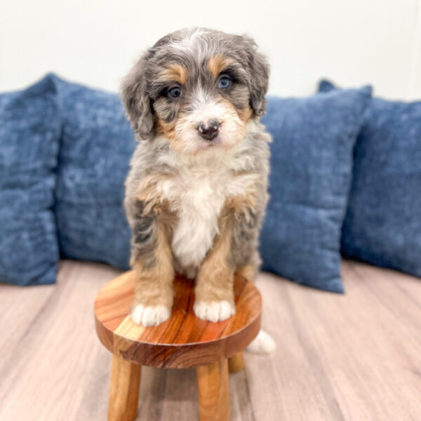 Blossom – Mini Bernedoodle - Image 9