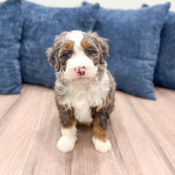 Brooklyn – Mini Bernedoodle
