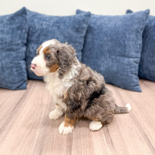 Brooklyn – Mini Bernedoodle - Image 3