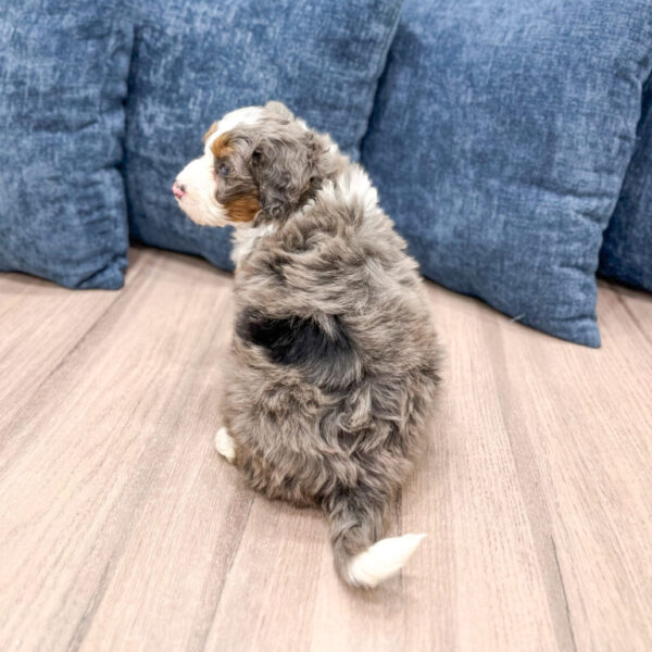 Brooklyn – Mini Bernedoodle - Image 2