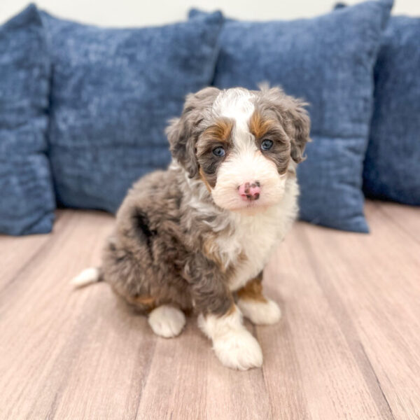 Brooklyn – Mini Bernedoodle - Image 4