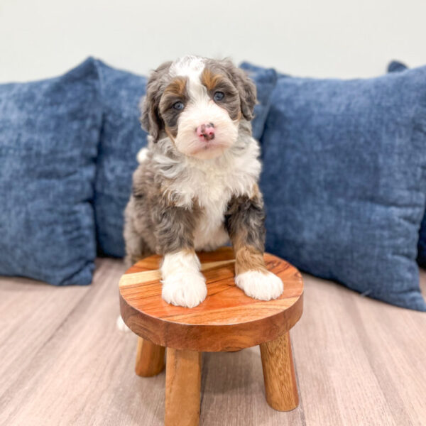 Brooklyn – Mini Bernedoodle - Image 5