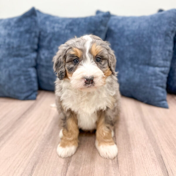 Bear – Mini Bernedoodle