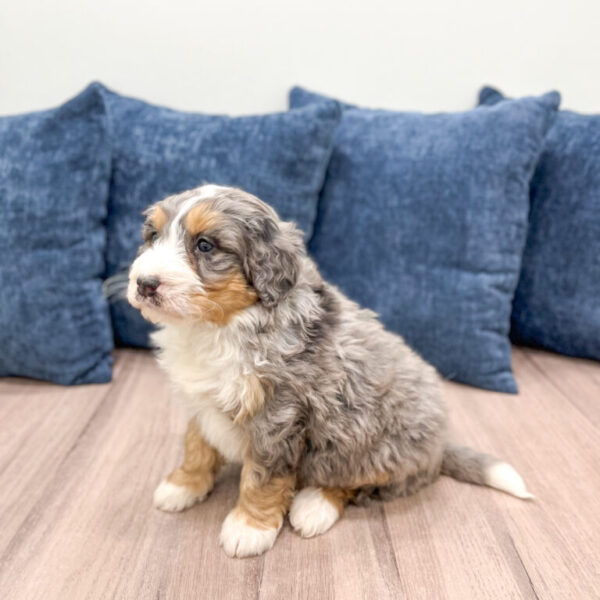 Bear – Mini Bernedoodle - Image 3