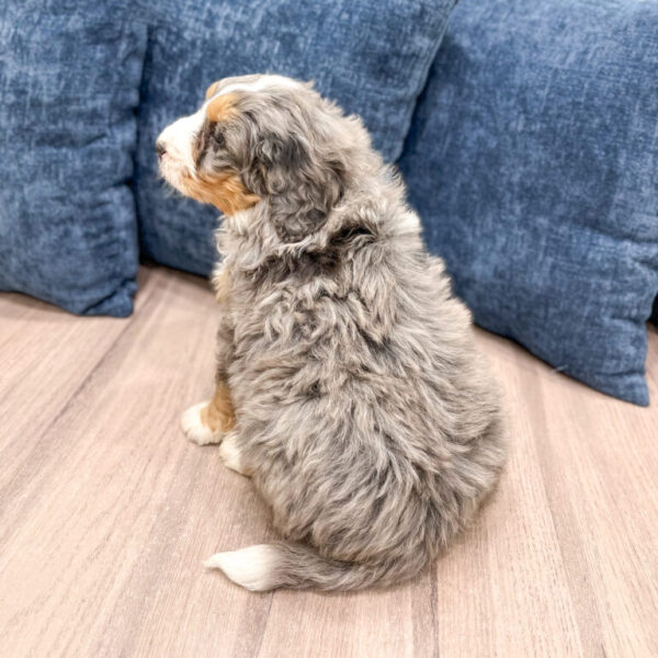 Bear – Mini Bernedoodle - Image 4