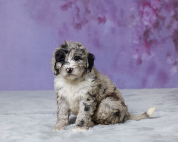 Molly - Image 3