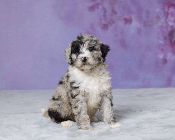 Molly - Image 2
