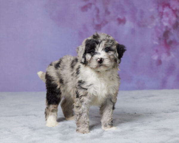 Molly - Image 6