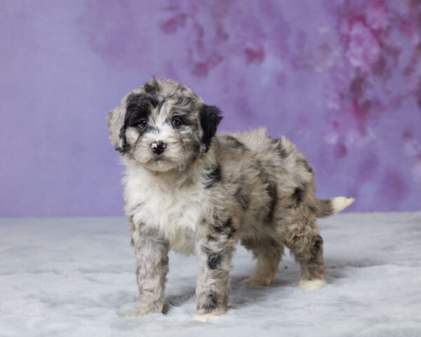 Molly - Image 5