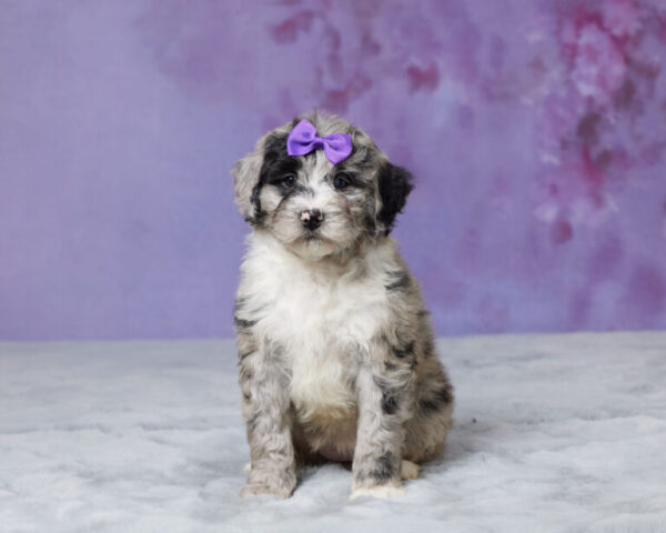 Molly - Image 4
