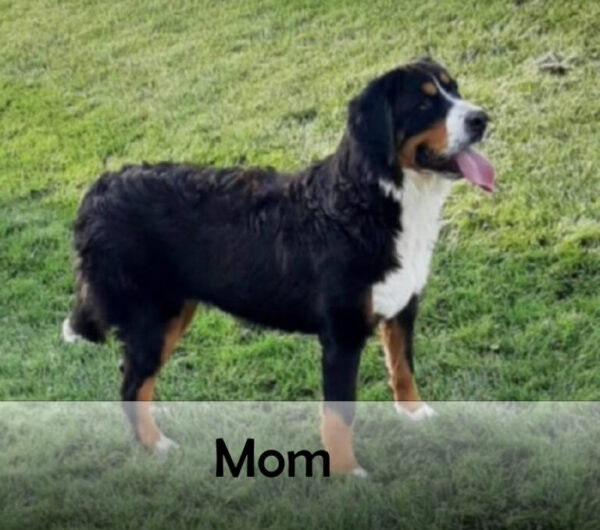Molly - Image 7