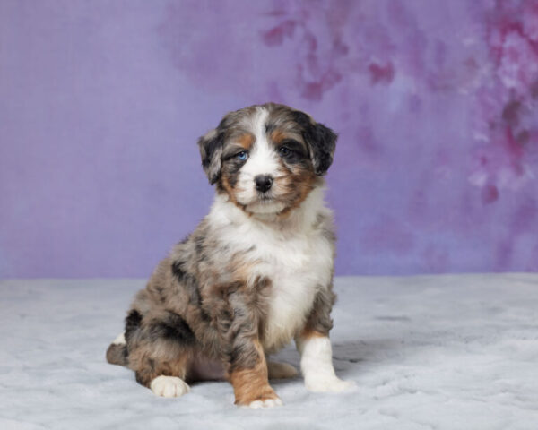 Riley - Image 5