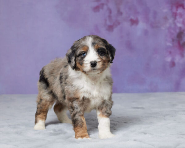 Riley - Image 4