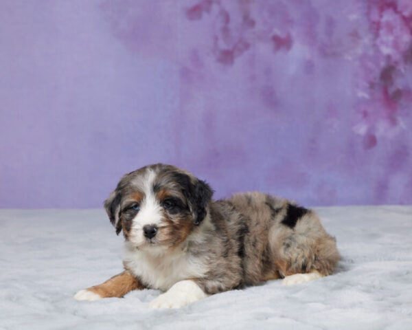 Riley - Image 2