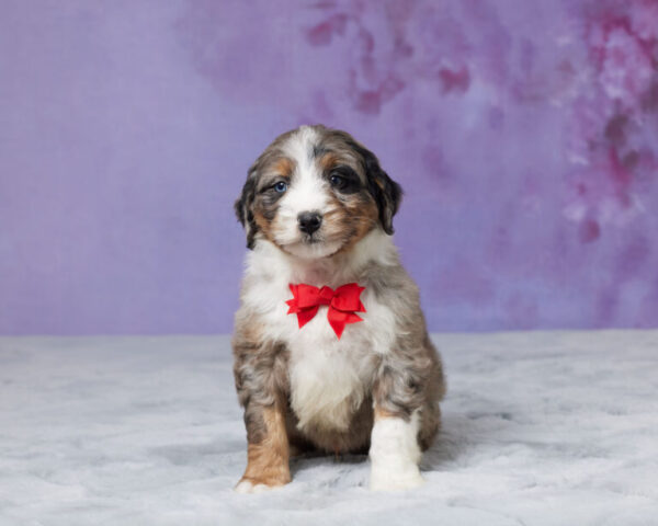 Riley - Image 3