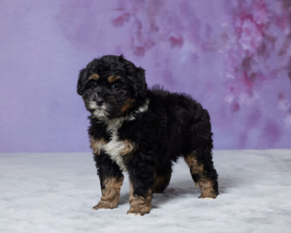 Roxy - Image 4
