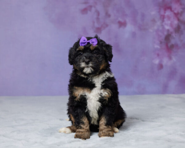 Roxy - Image 5