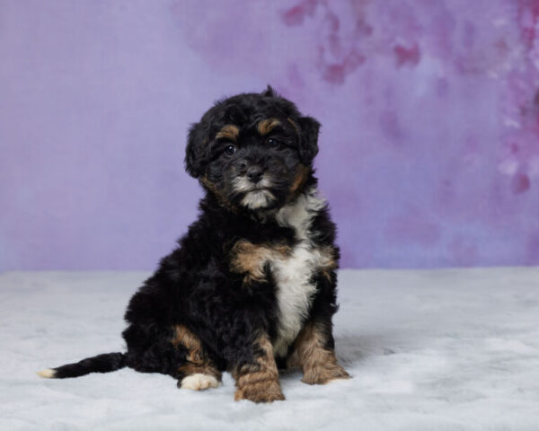 Roxy - Image 3