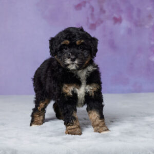 Roxy