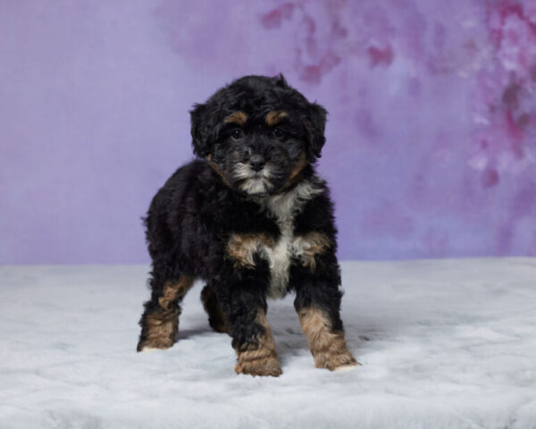 Roxy - Image 2