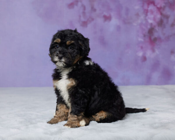 Roxy - Image 6